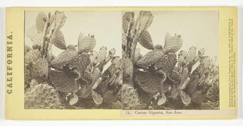 Cactus Giganta, San Jose, No. 75 from the series "California"