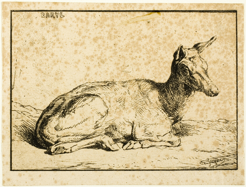 A Doe