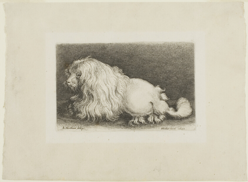 White Dog