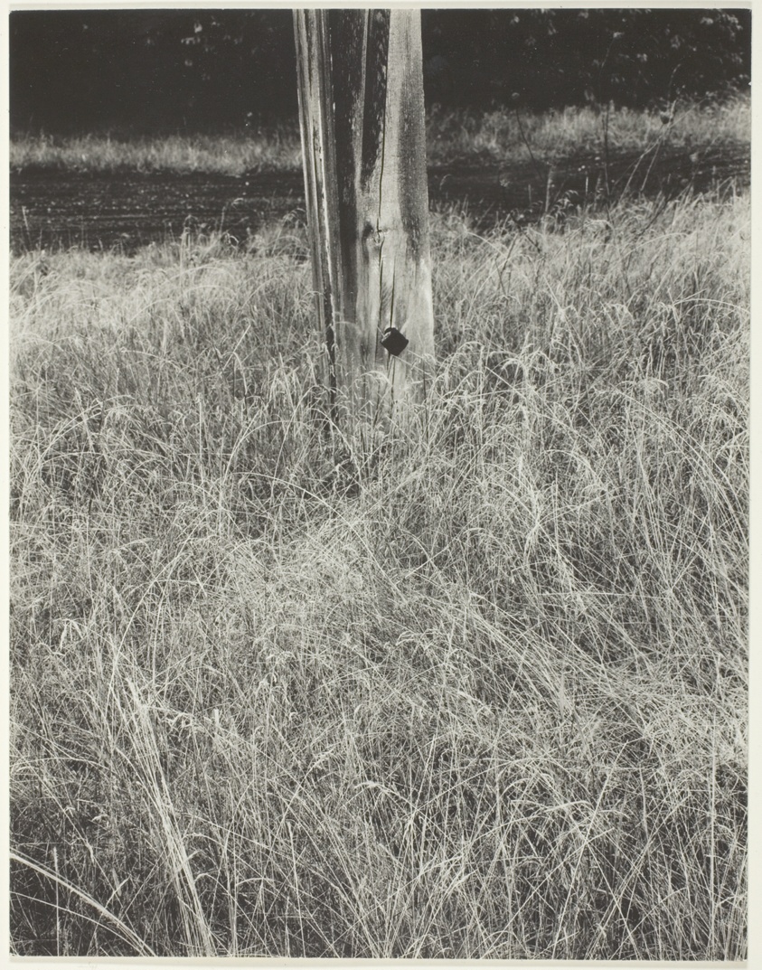 Grass and Flagpole