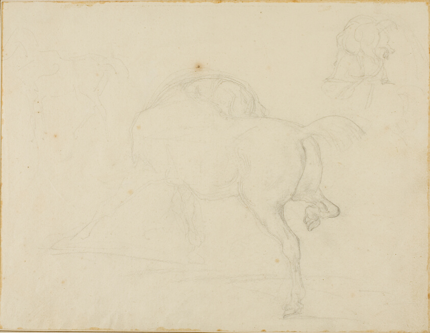 Study of a Horse Turning Its Head and Raising His Hind Leg
