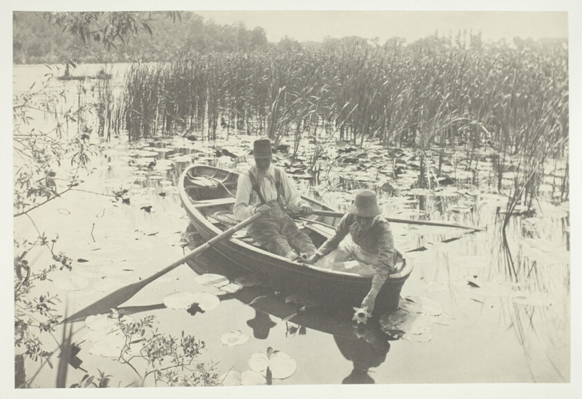 Gathering Water-Lilies
