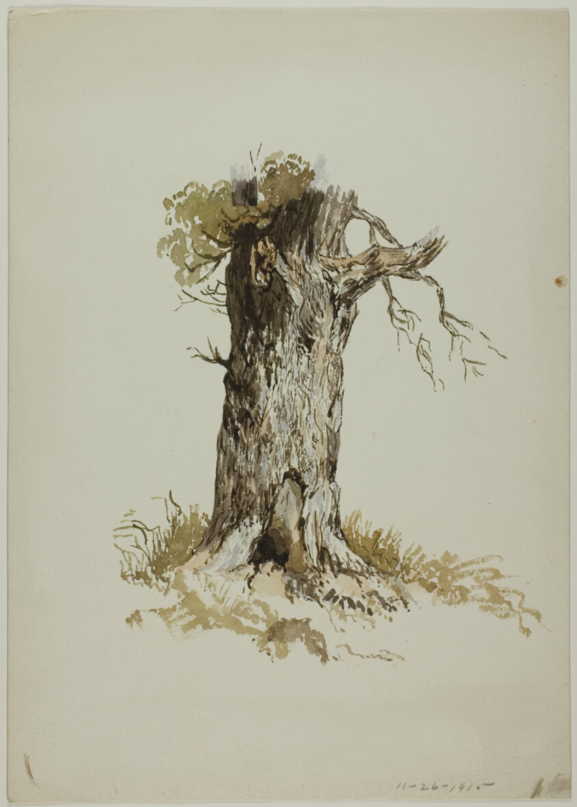 Old Tree Trunk (recto); Old Tree Trunk (verso)