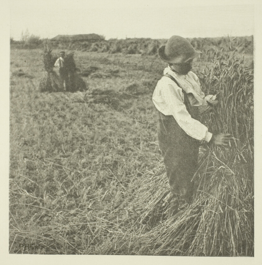 Shocking Corn (Norfolk)