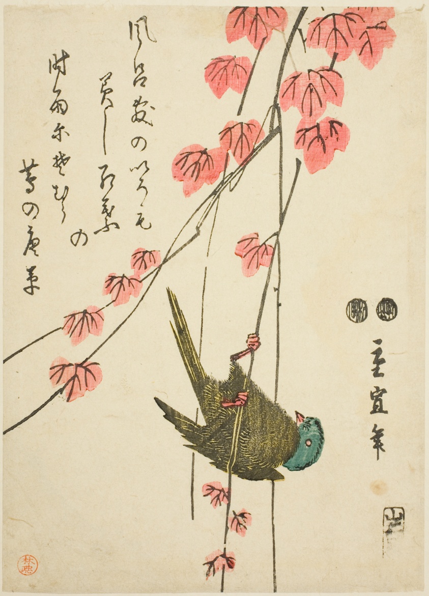 Small bird and ivy