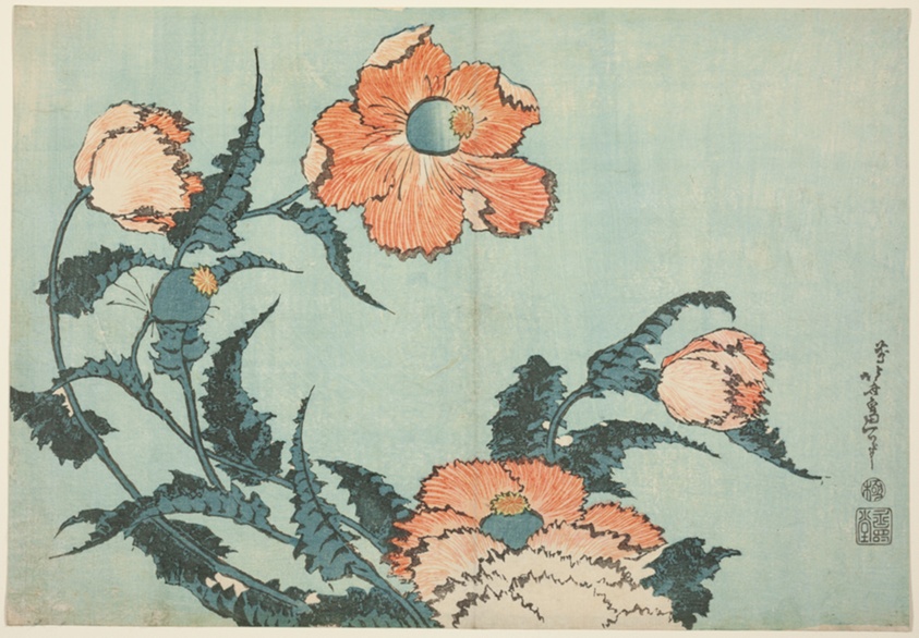 Poppies, from an untitled series of flowers
