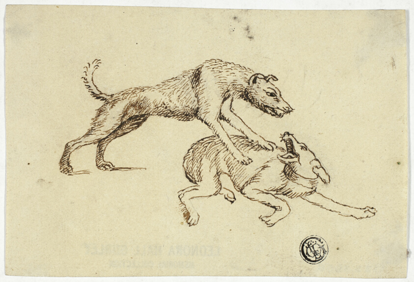 Two Dogs Fighting