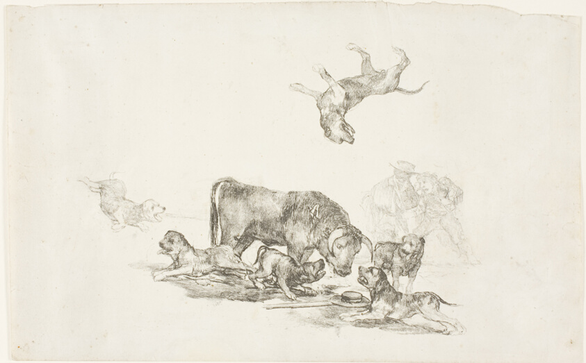 Bull Attacked by Dogs