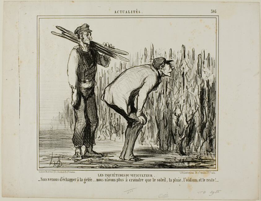 The Worries of a Wine Grower. “- We escaped the frost..... all we now have to worry about is the sun, the rain, the vine-mildew and all the rest...,” plate 397 from Actualités