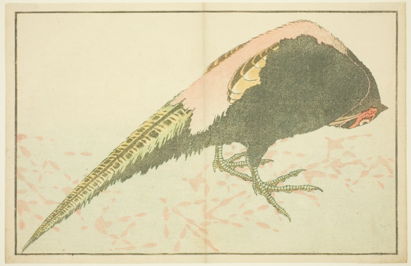 Male Pheasant, from The Picture Book of Realistic Paintings of Hokusai (Hokusai shashin gafu)