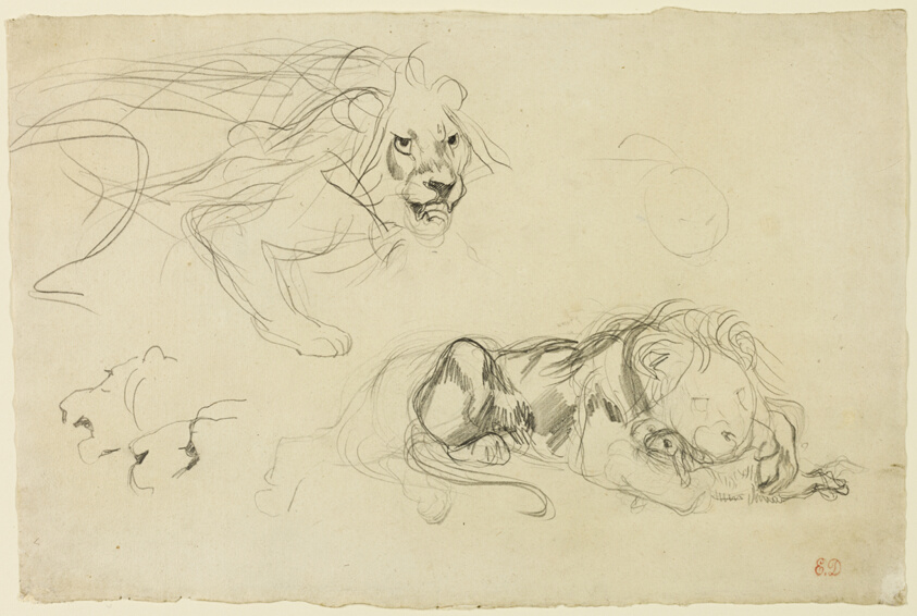 Studies of Lions