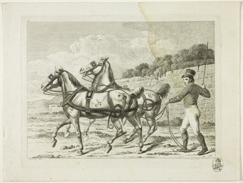 Riding School and Horses