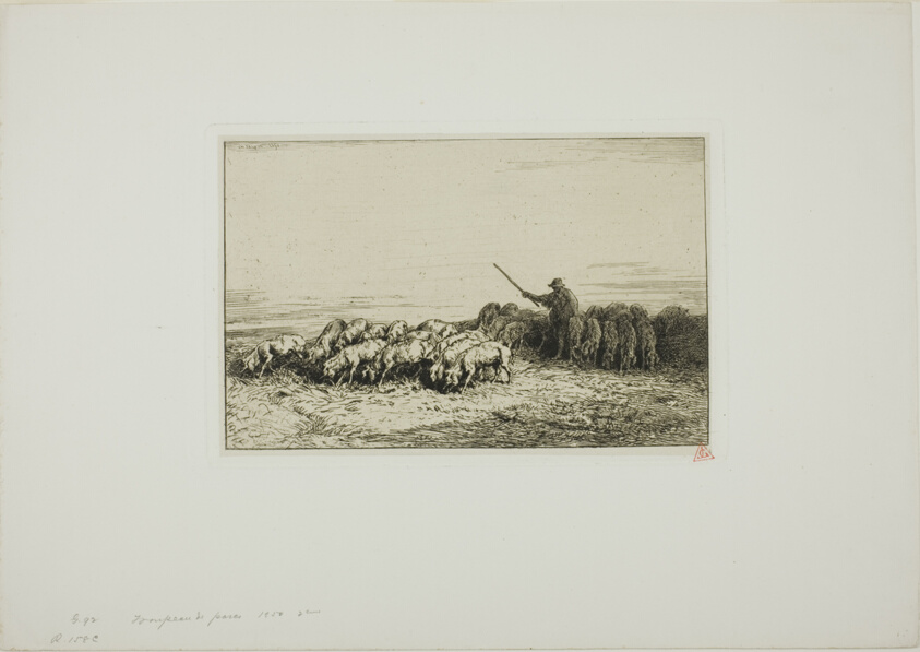 Herd of Pigs