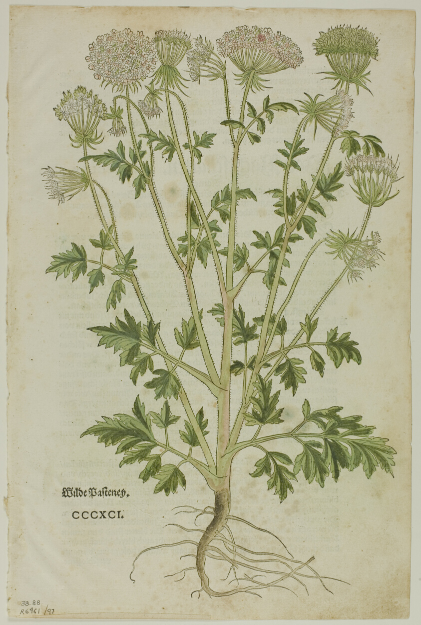 Leaf from New Kreuterbuch by Leonhart Fuchs, plate 97 from Woodcuts from Books of the XVI Century