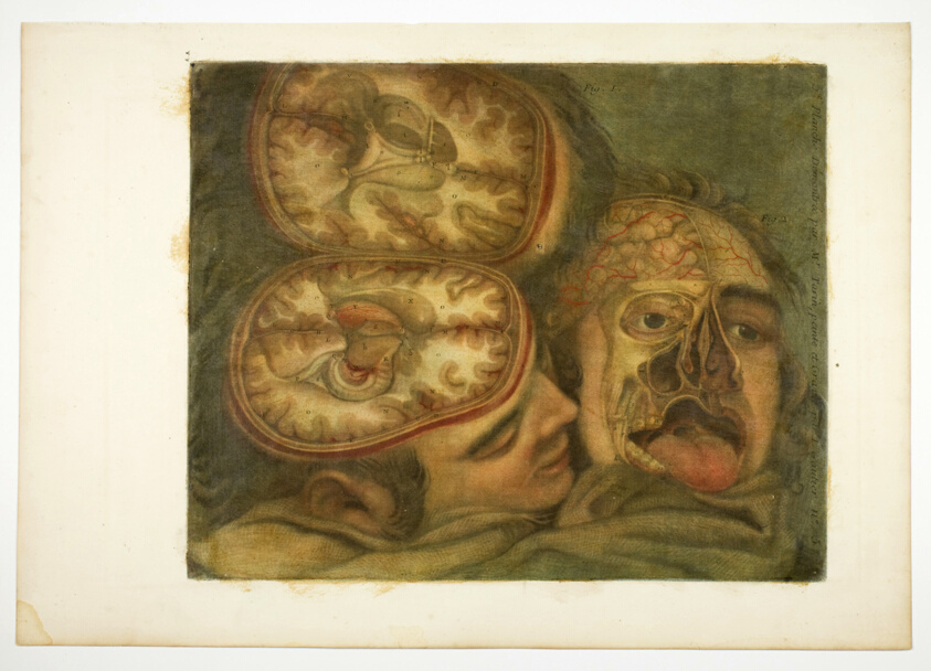 Cranial Dissection, plate five from Myologie complete