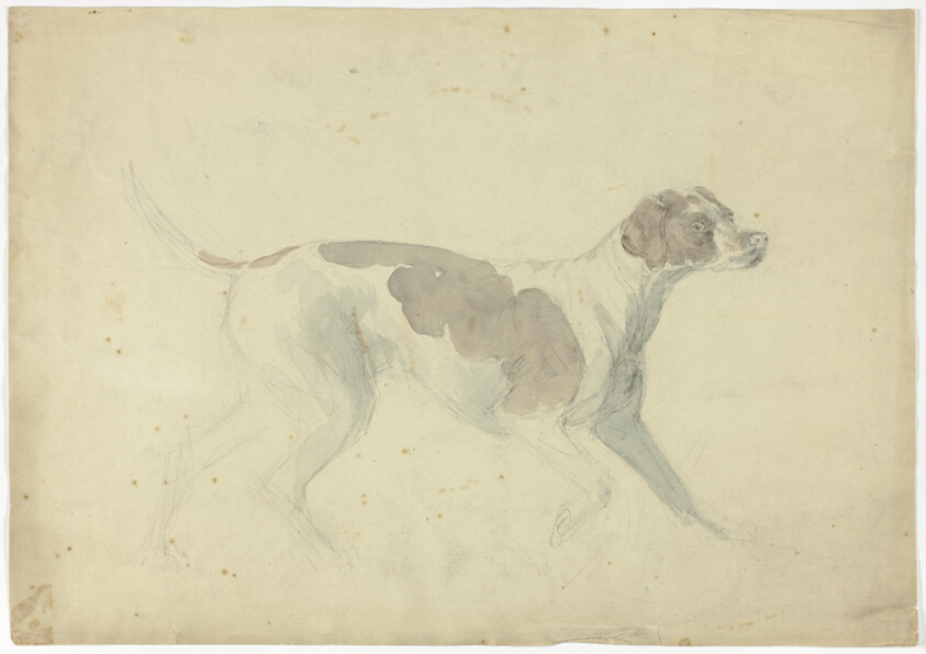 Fox Hound (recto); Sketches of Horse and Rider (verso)