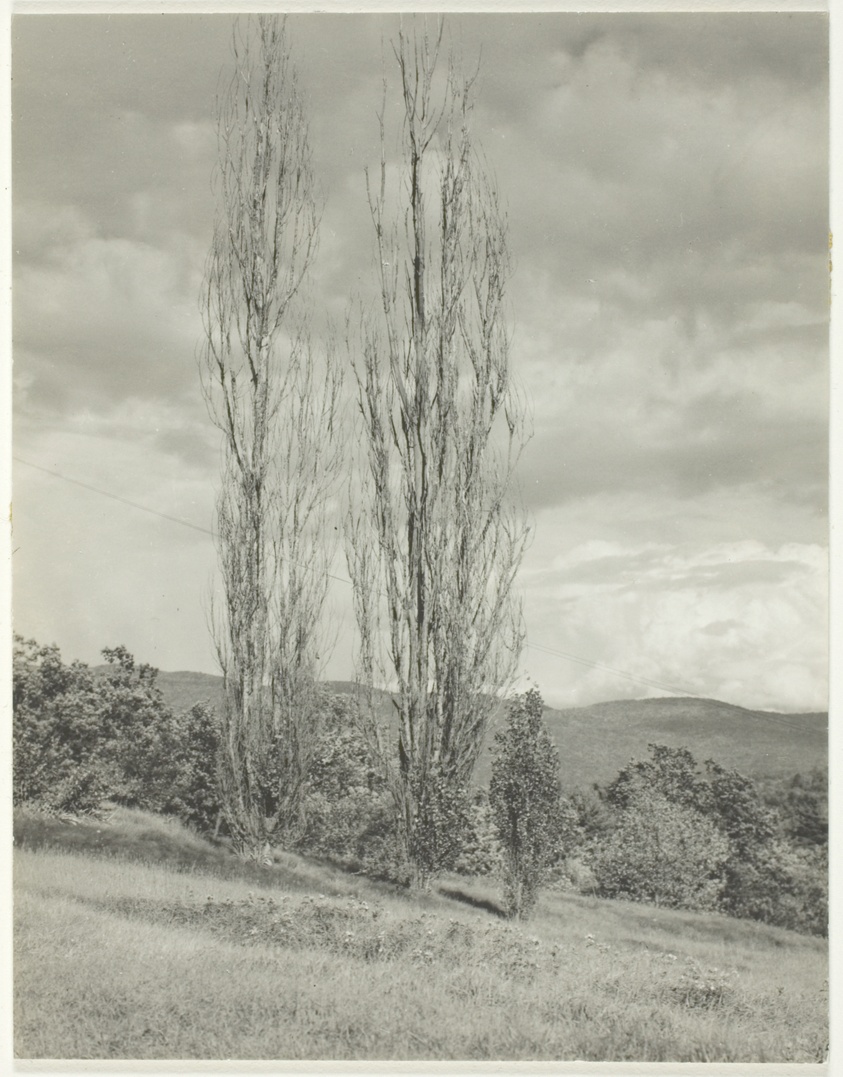Poplars—Lake George