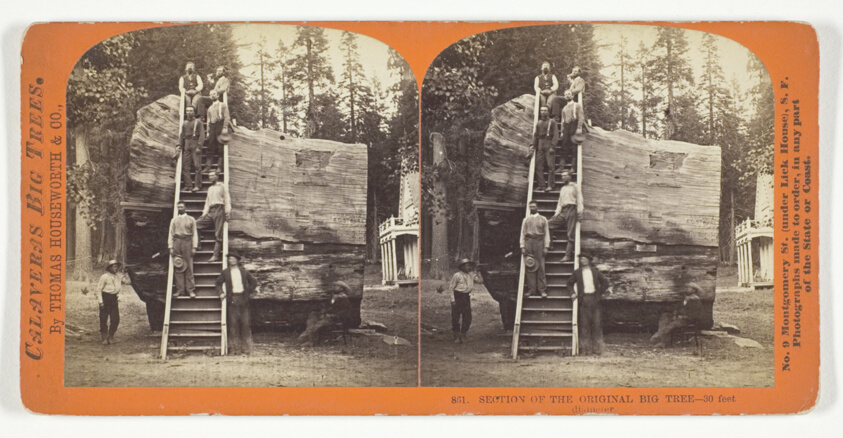 Section of the Original Big Tree - 30 feet diameter, No. 801 from the series "Calaveras Big Trees"