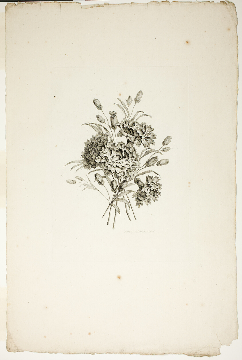 Bouquet with Carnations, from Recueil de differents bouquets de fleurs