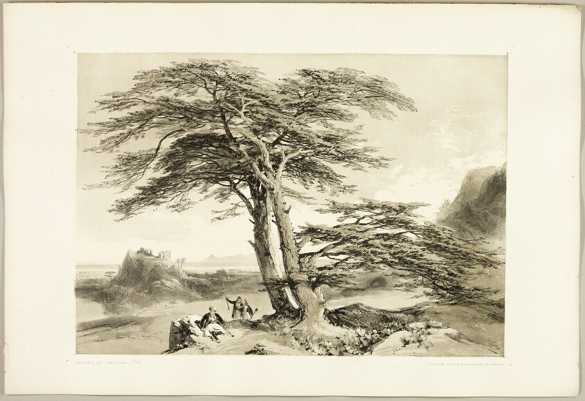 Cedars of Lebanon, from The Park and the Forest