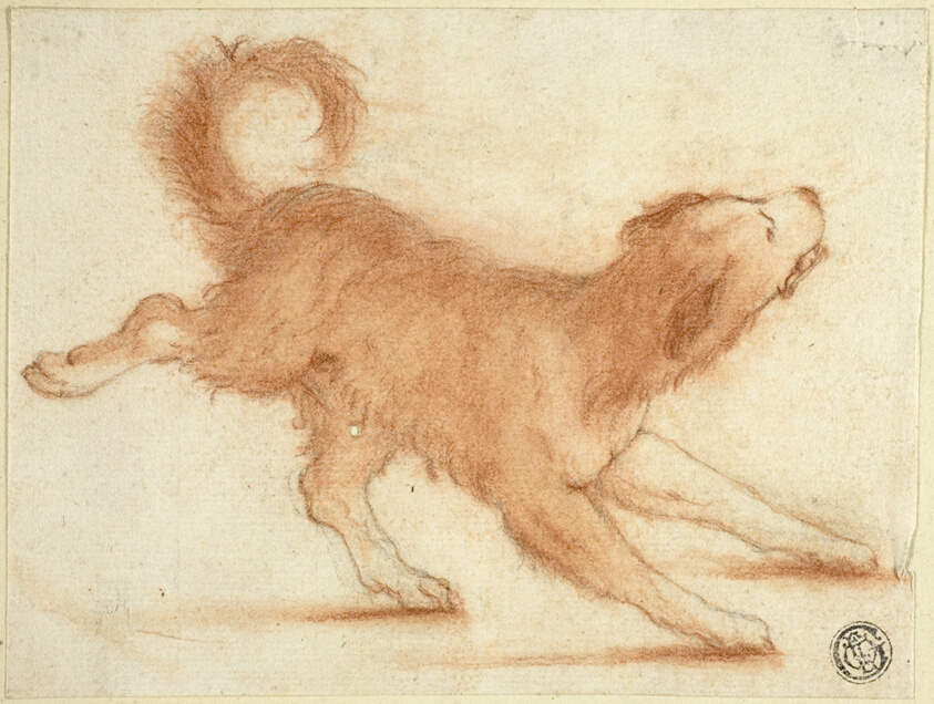 Growling Dog Ready to Pounce