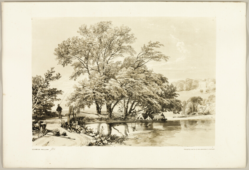 Common Willow, from The Park and the Forest