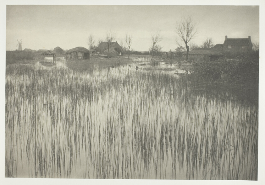 A Rushy Shore