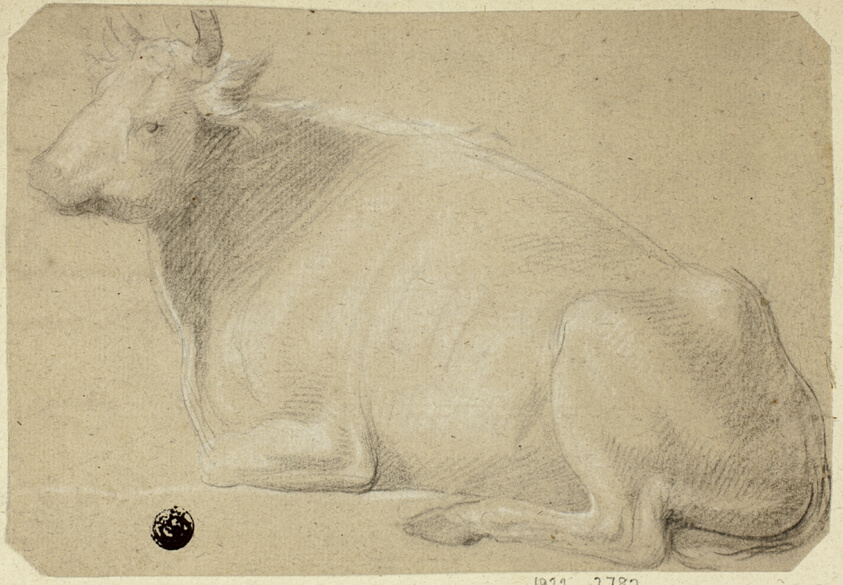 Cow Lying on Haunches