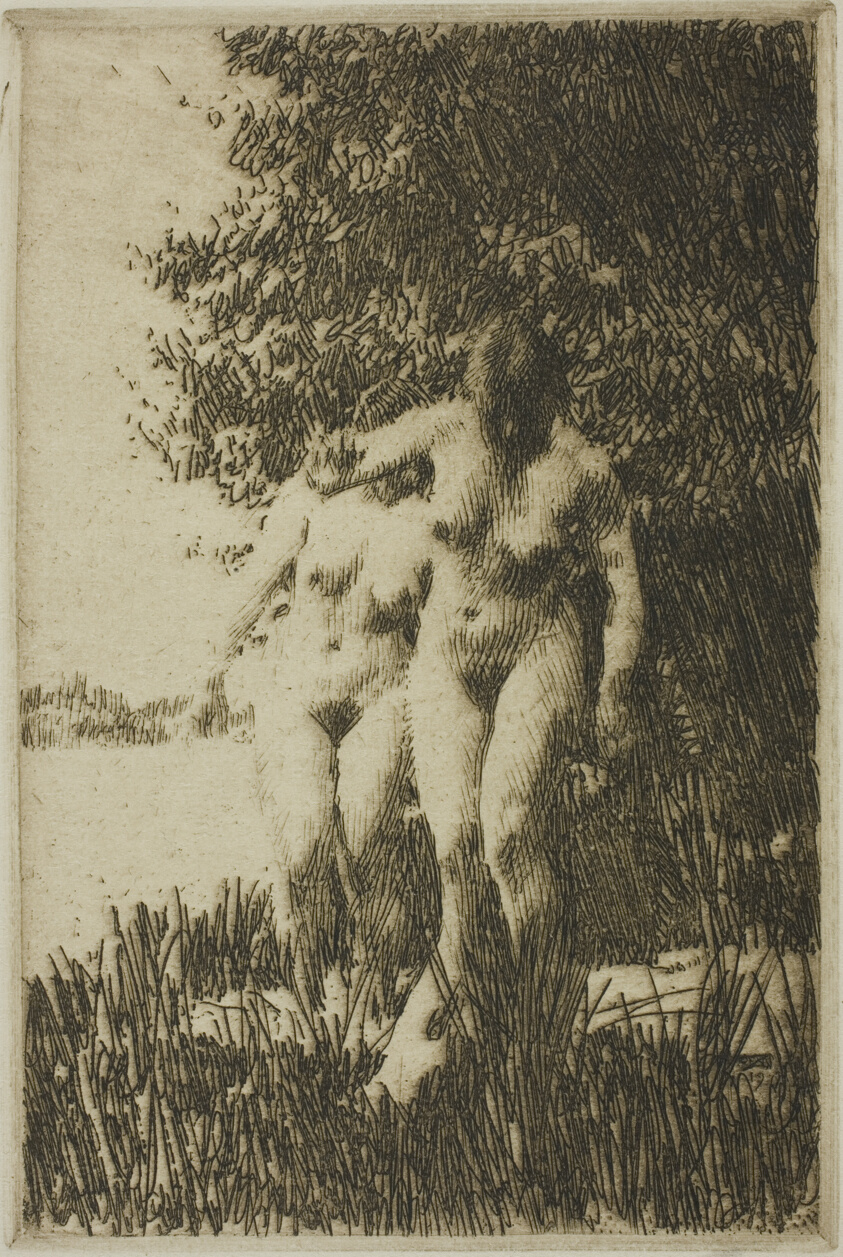 Alder