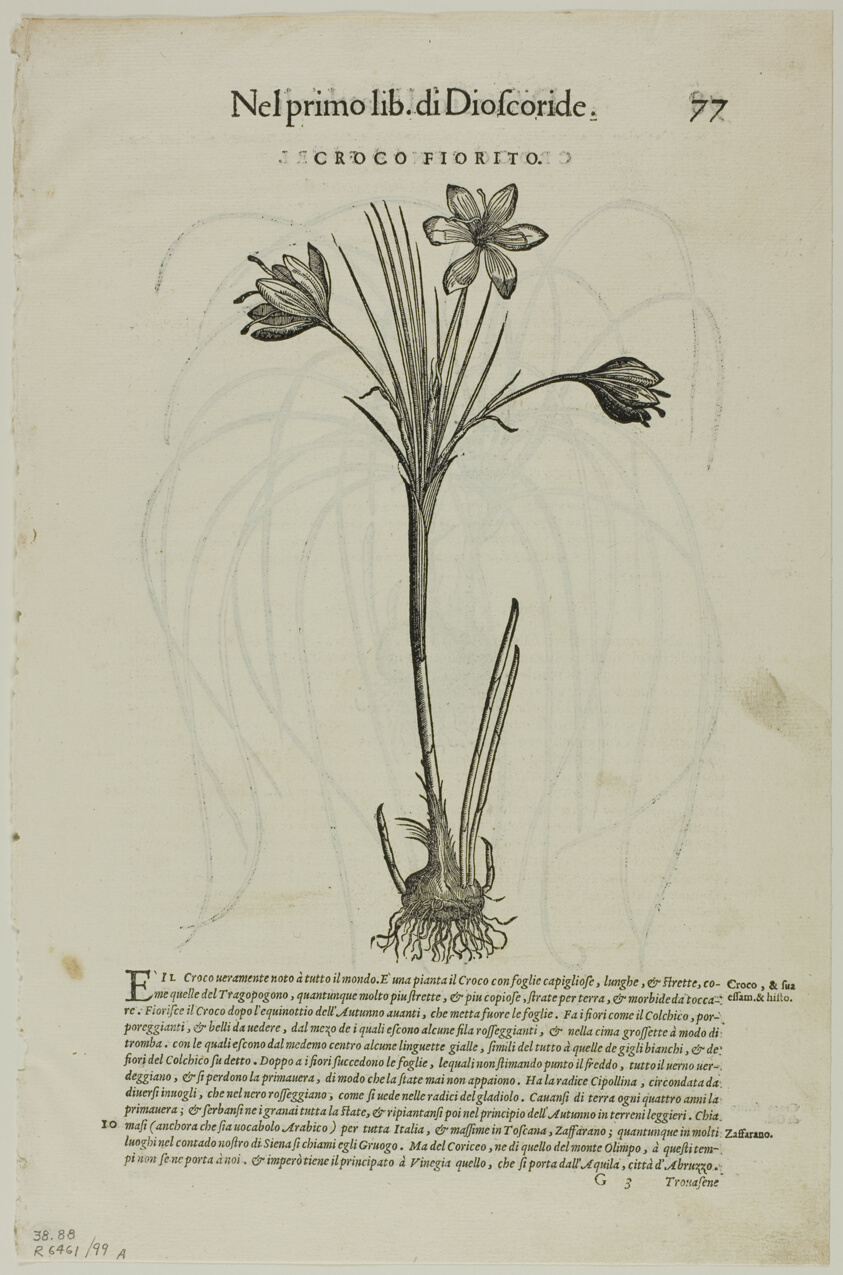 Leaf from Discorsi by Petrus Andreas Matthiolus, plate 99 from Woodcuts from Books of the XVI Century