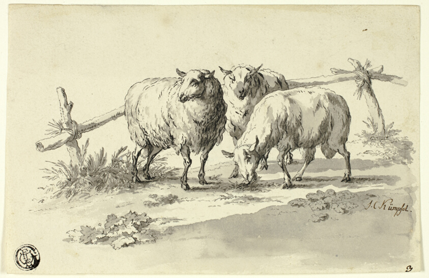 Sheep