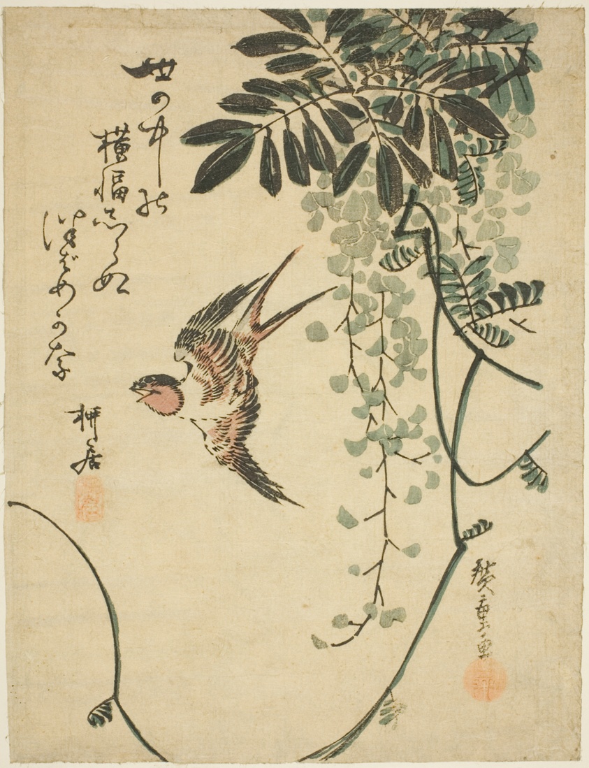 Swallow and wisteria