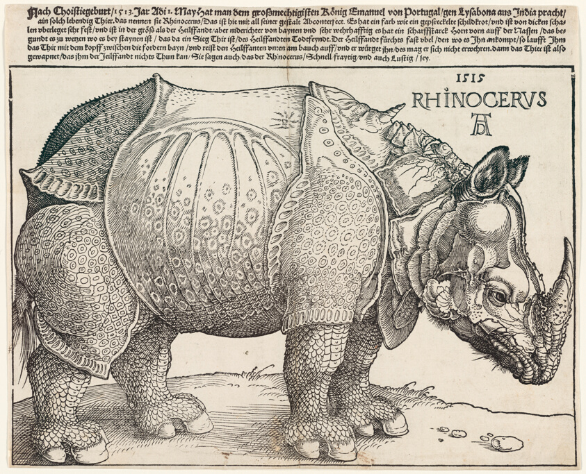 The Rhinoceros