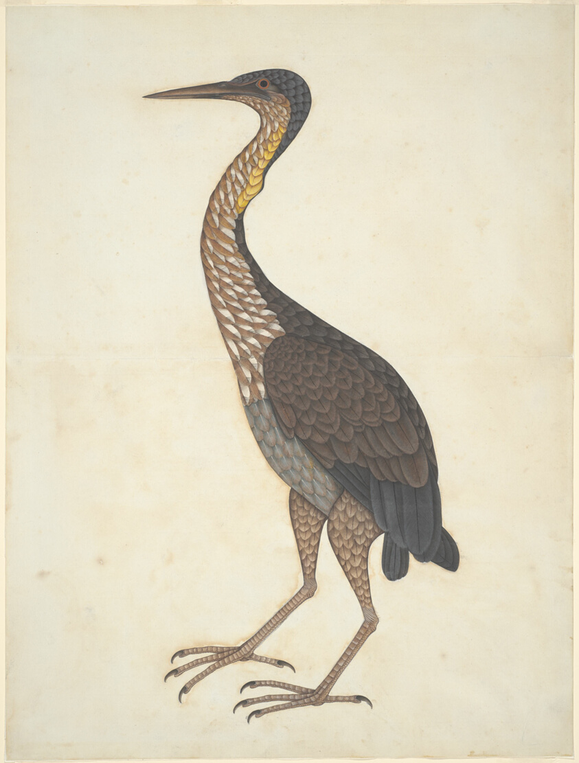Purple Heron (Ardea purpurea)