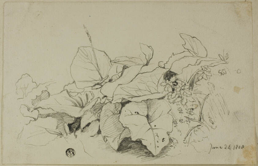 Clump of Leaves and Flowers