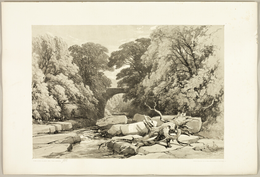 Ash and Alder on the Greta, from The Park and the Forest