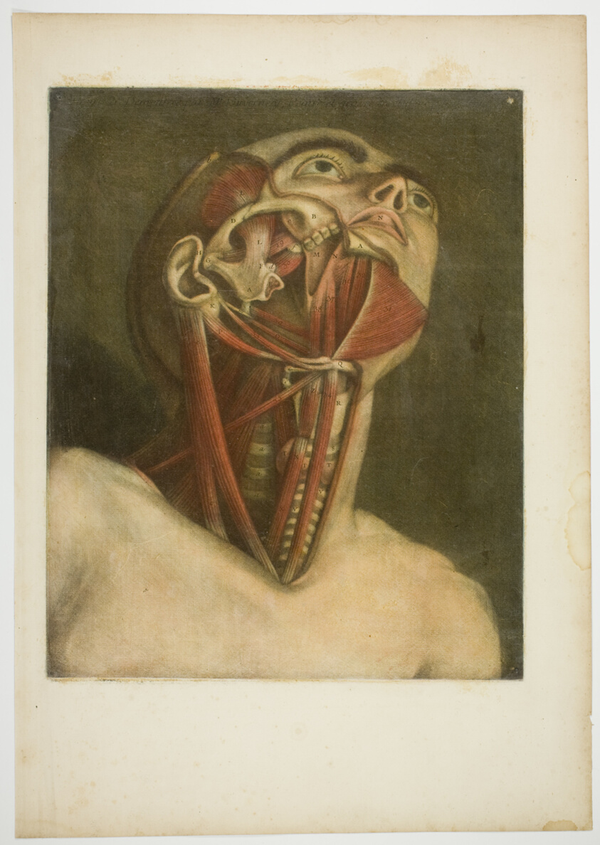Neck and Face Muscles, plate three from Myologie complete