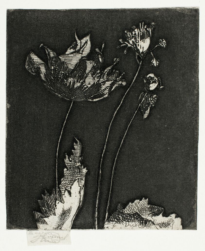 Last Poppies