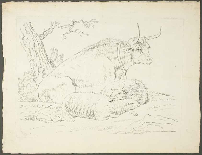 A Bull and Two Sheep