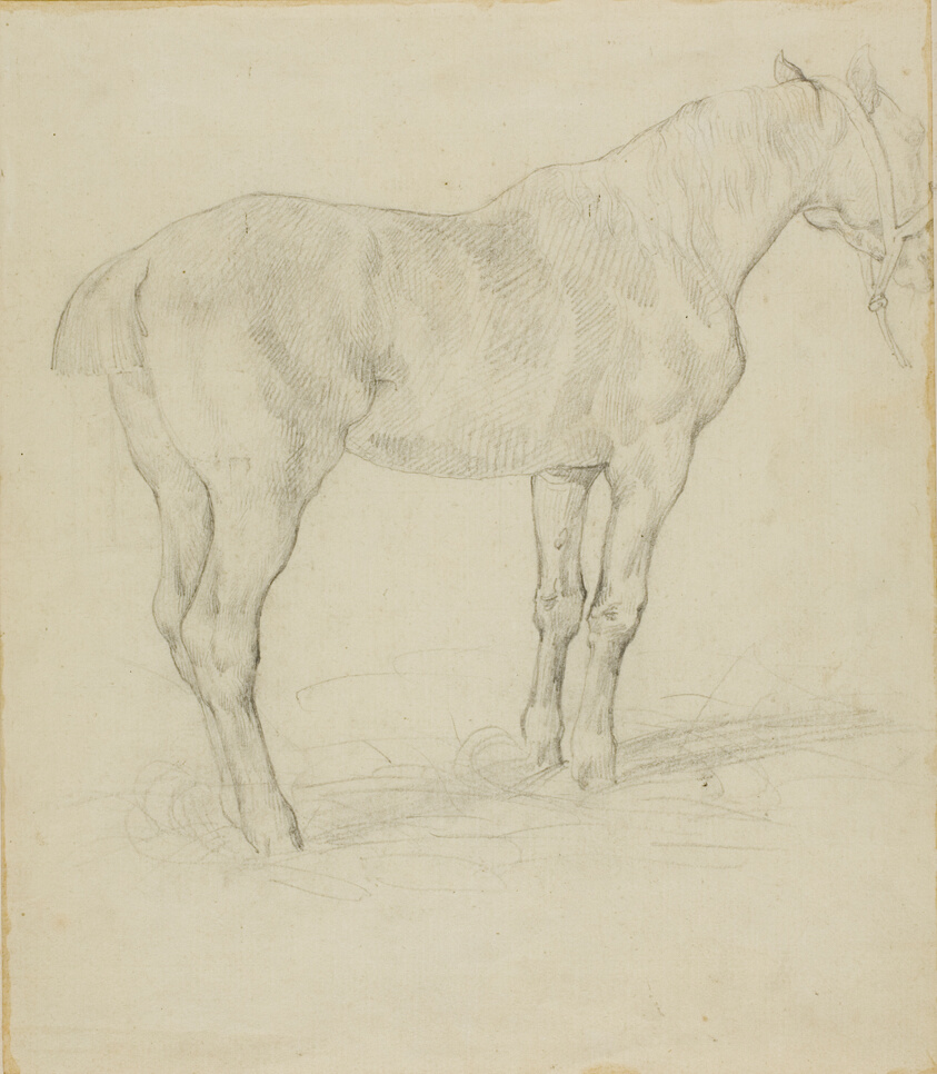 Standing Horse