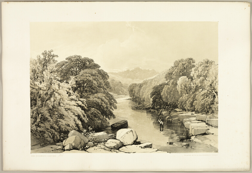 Ash, Sycamore and Oak, from The Park and the Forest