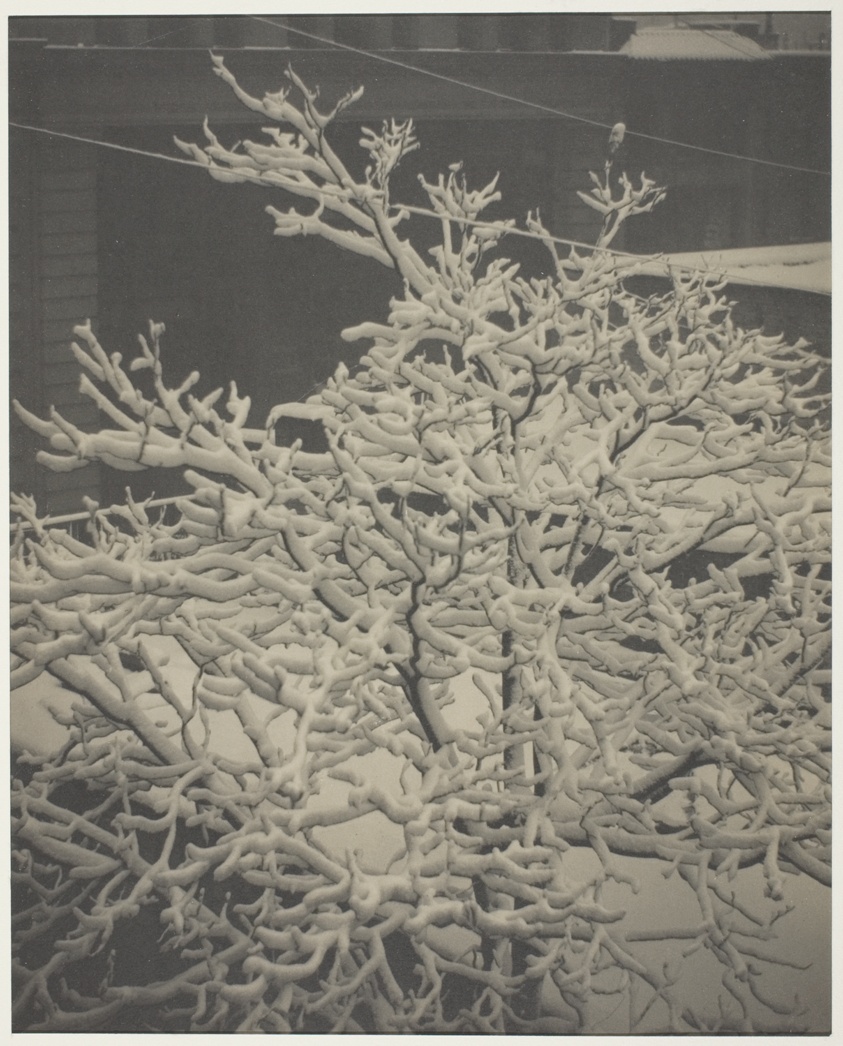 From the Back-Window "291" Snow-Covered Tree, Back-Yard