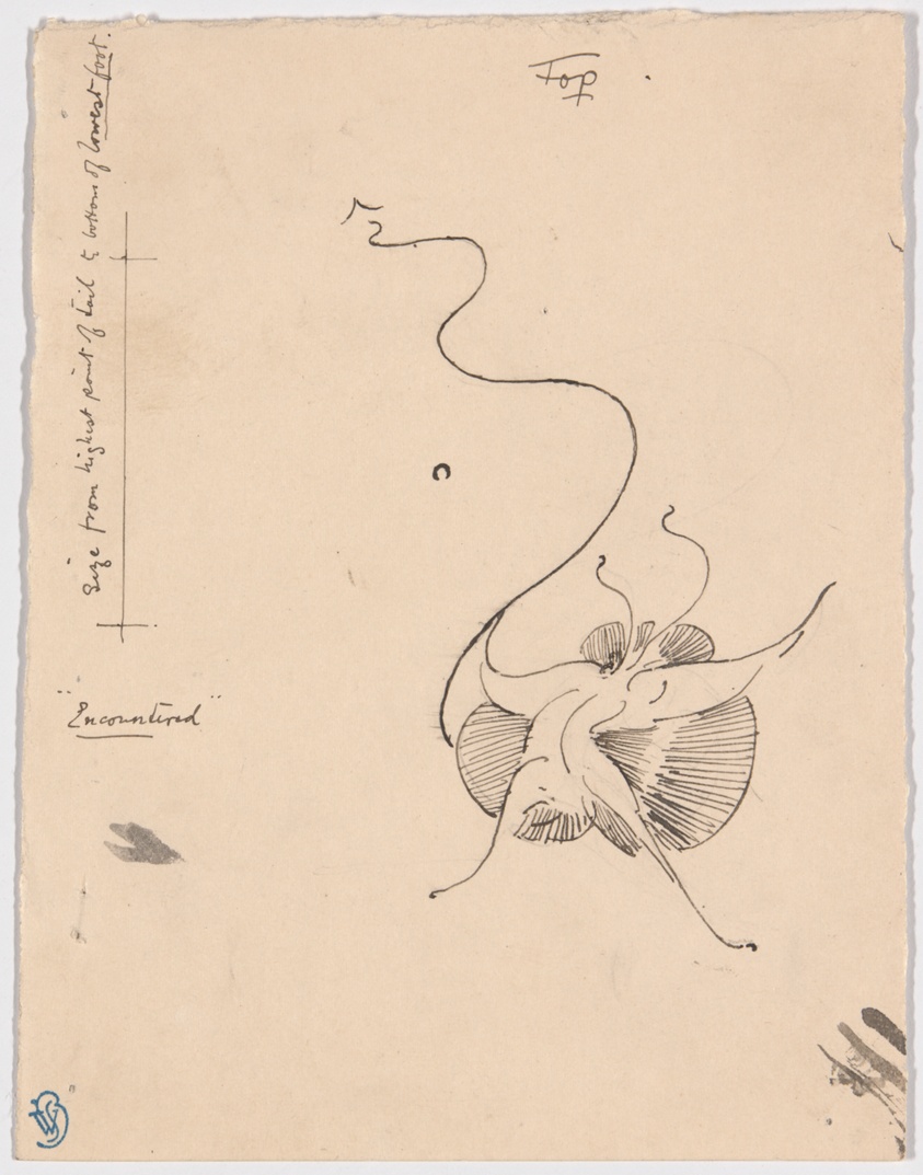 Butterfly "Encountered" (recto); Sketch for Tailpiece (verso)