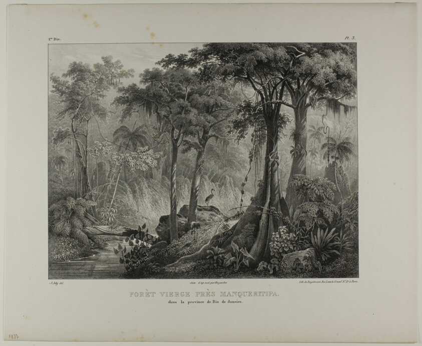 Virgin Forest near Manqueritipa in the Province of Rio de Janeiro, plate 3 from Landscapes, volume 1 of Voyage pittoresque dans le Brésil