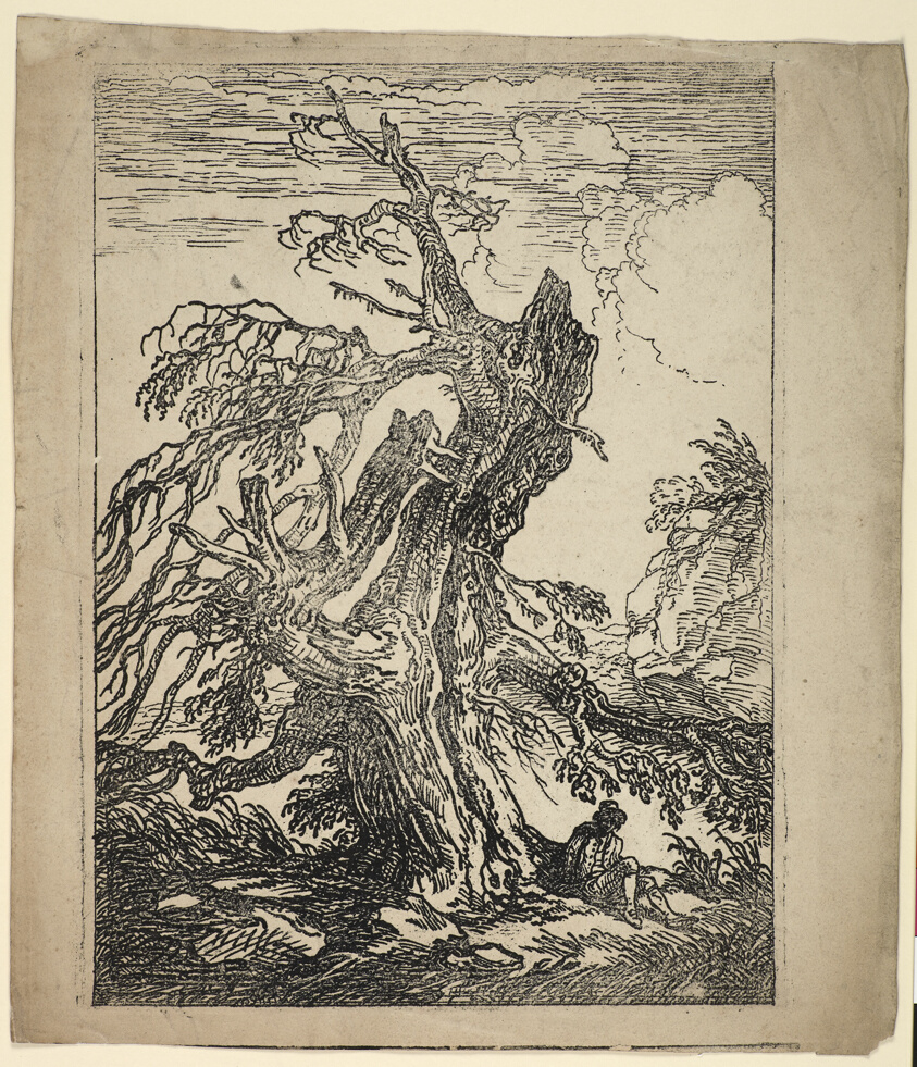Study of a Tree
