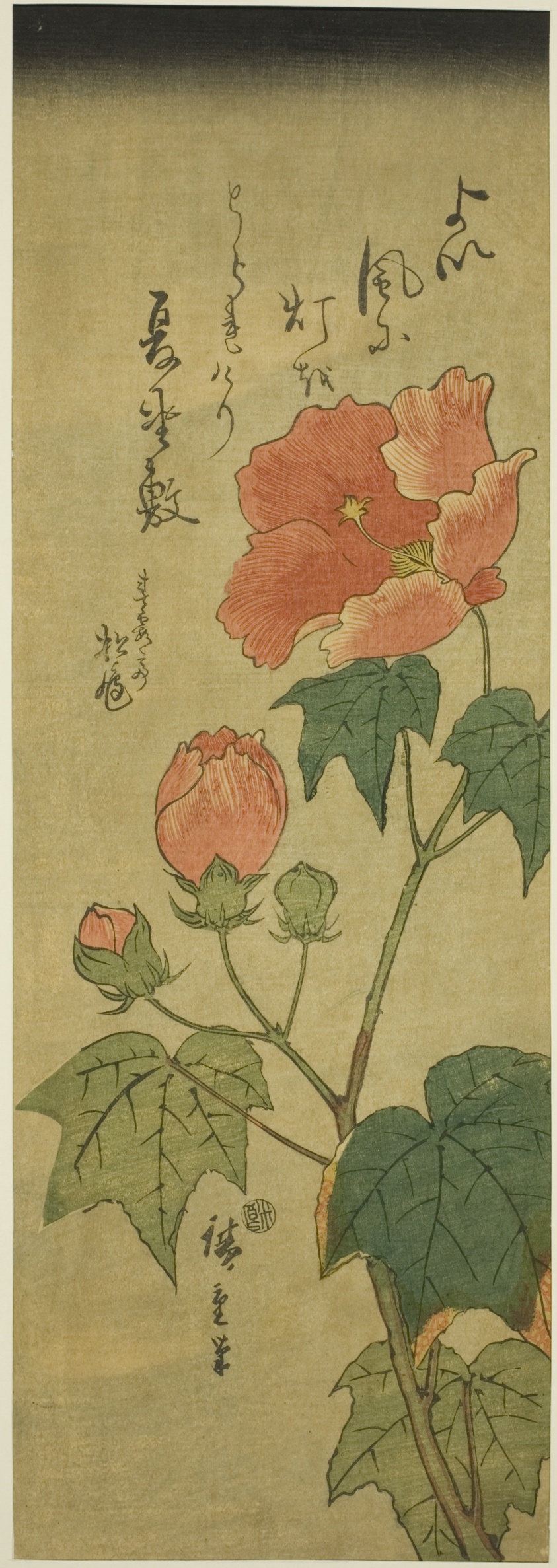 Hibiscus