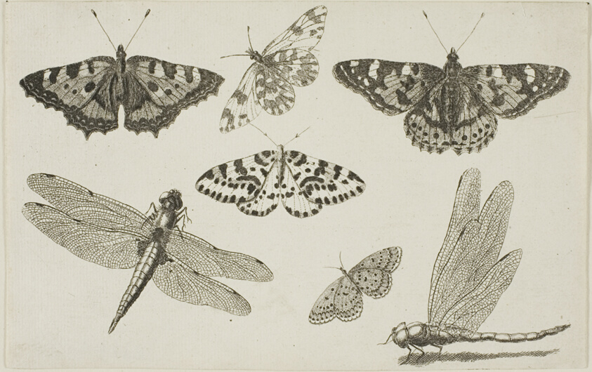 Two Dragonflies and Five Butterflies, from Diversae Insectorum...Figurae