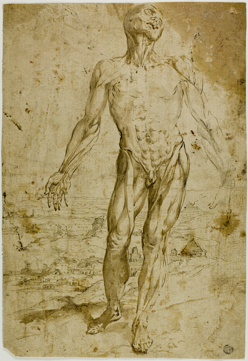 Écorché before Landscape (recto); Sketches of Standing Male Nude, Seated Child, Stooping Woman (verso)