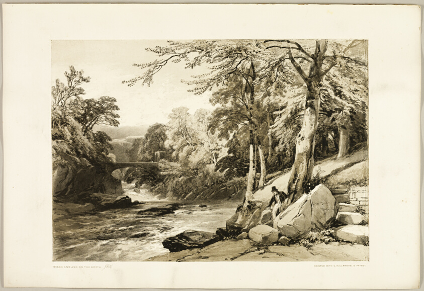 Beech and Ash on the Greta, from The Park and the Forest