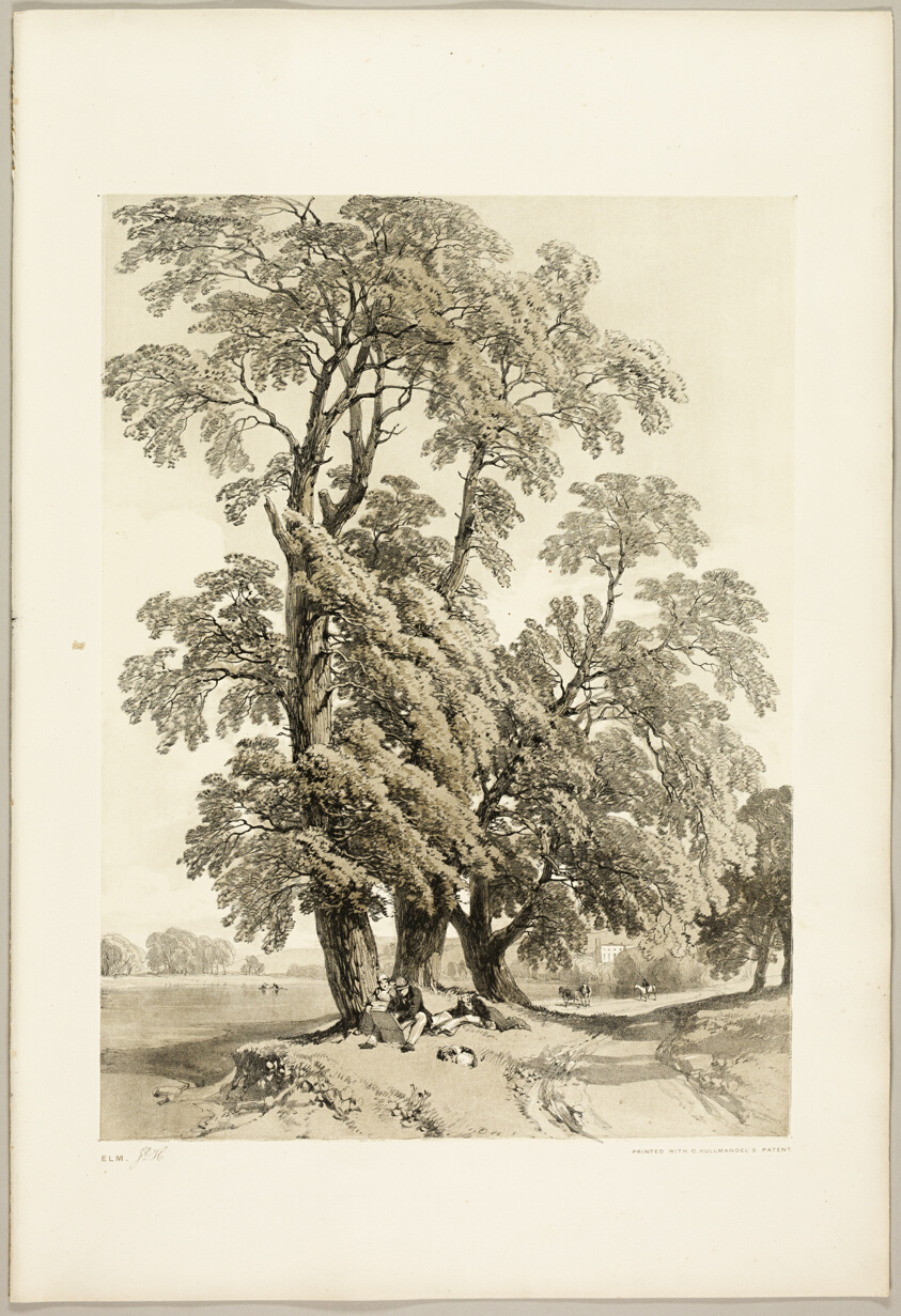 Elm, from The Park and the Forest